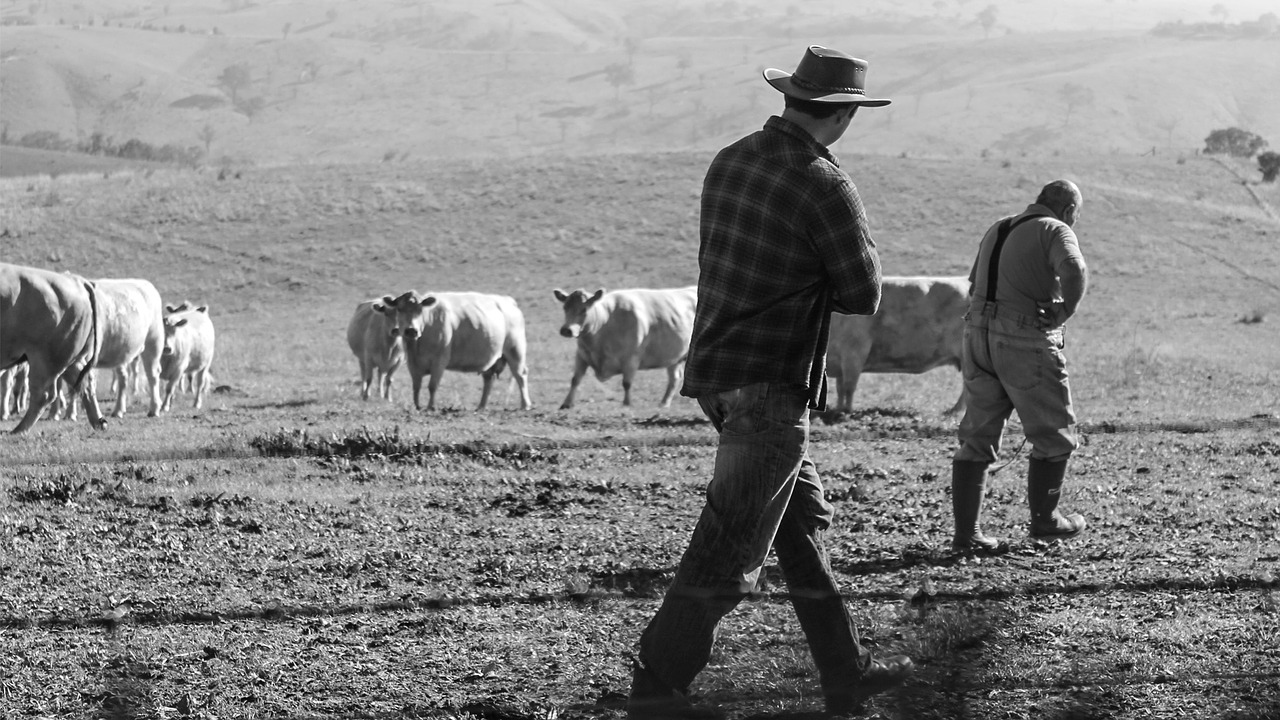 Only Dramatic, Direct Action Will Save the American Beef Industry